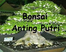 Bonsai Anting Putri Lirik